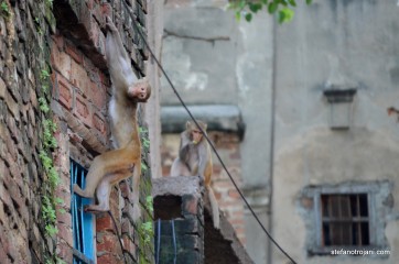 DSC_4300